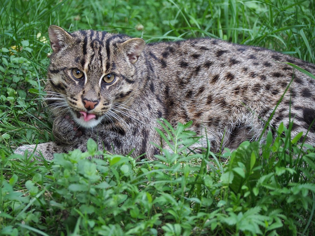 Камышовый кот меланист