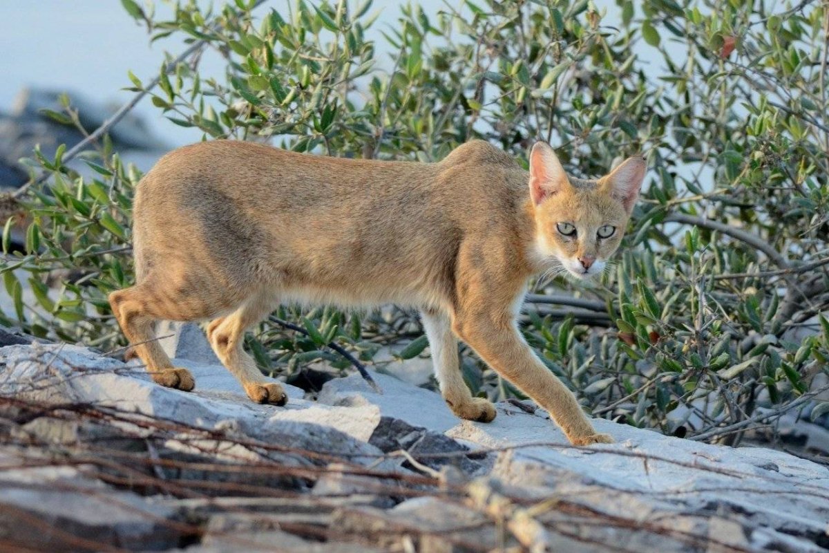 Камышовый кот Хаус Болотная Рысь
