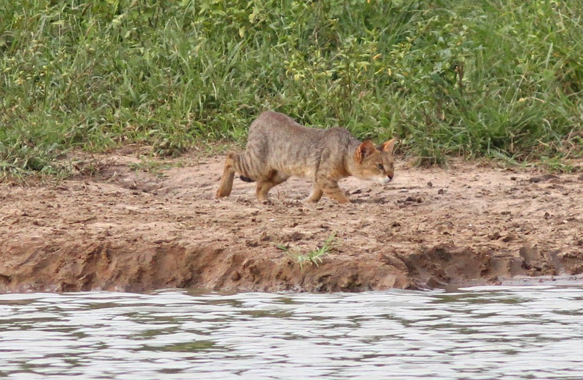 Камышовый кот Волгоград
