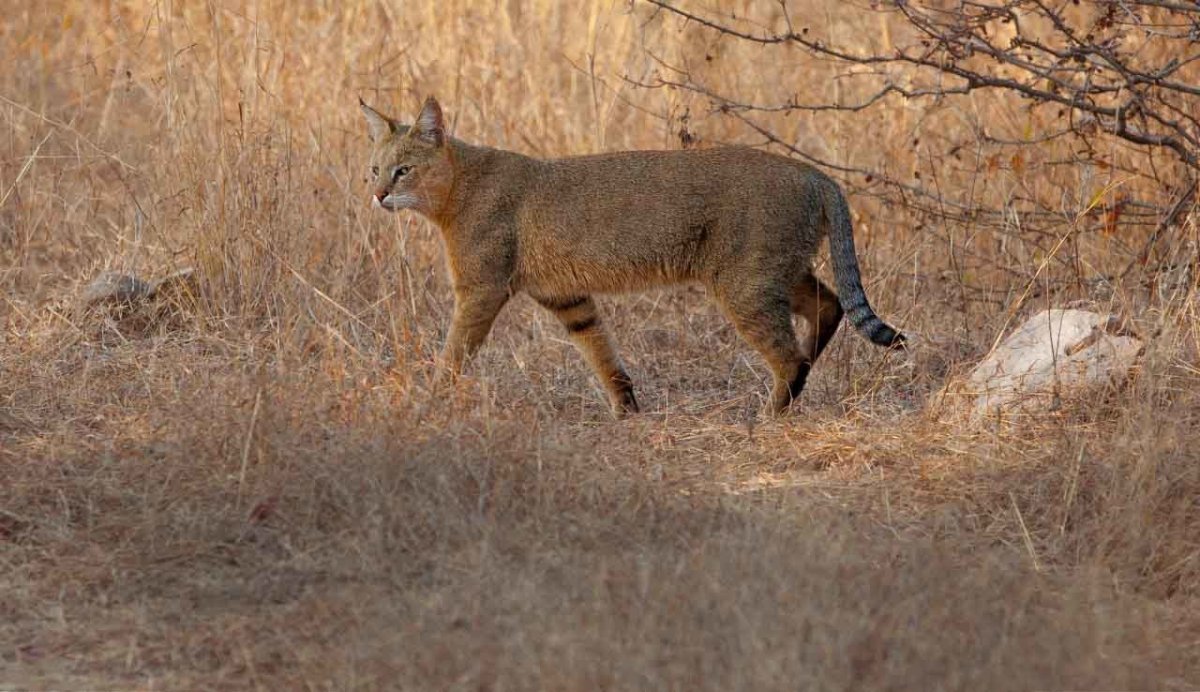 Камышовый кот Хаус