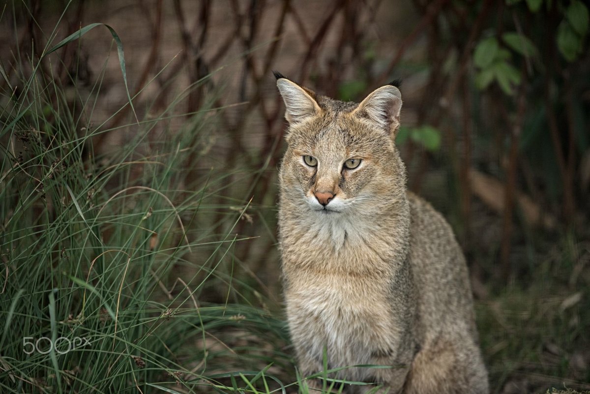 Камышовый кот Хаус Болотная Рысь