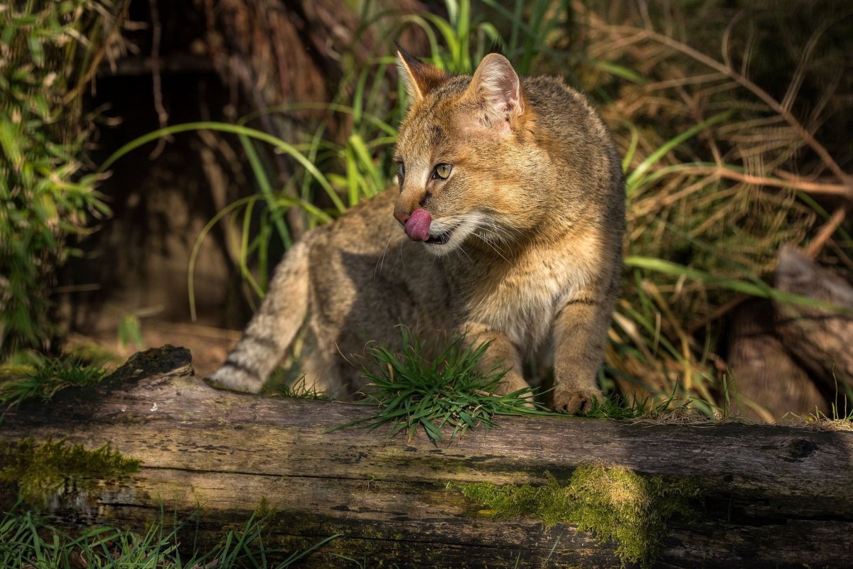 Камышовый кот (Болотная Рысь)