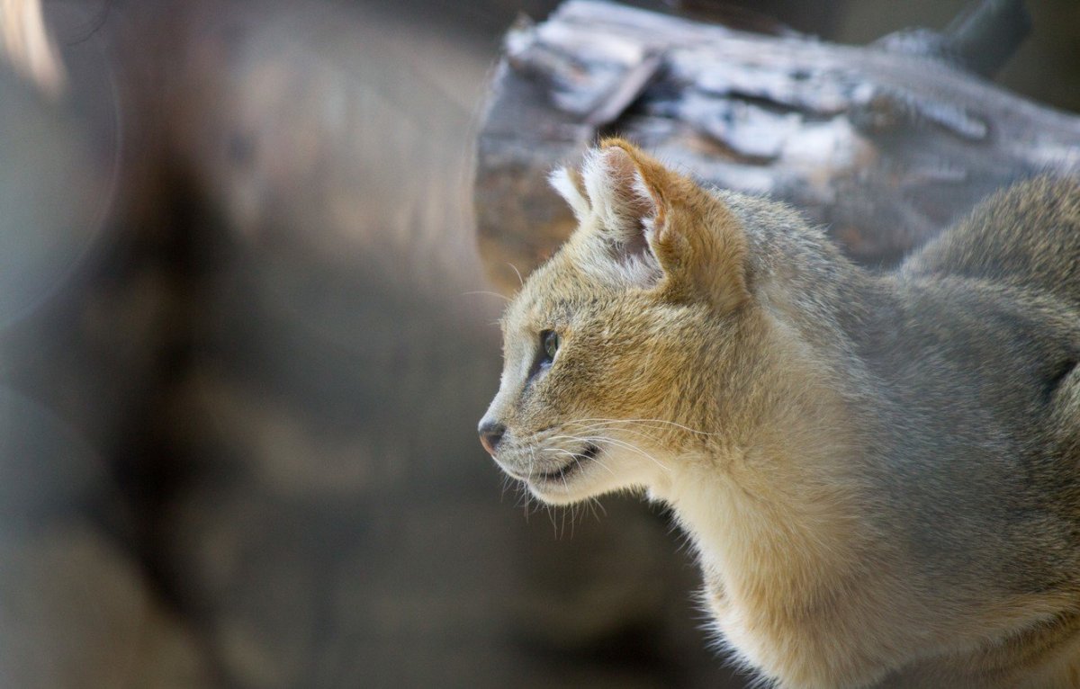 Камышовый кот