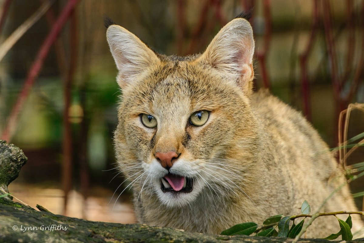 Камышовый кот (Хаус) (Felis Chaus)