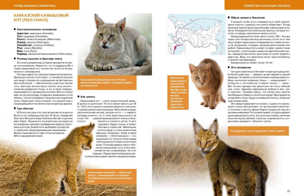 Камышовый кот ареал