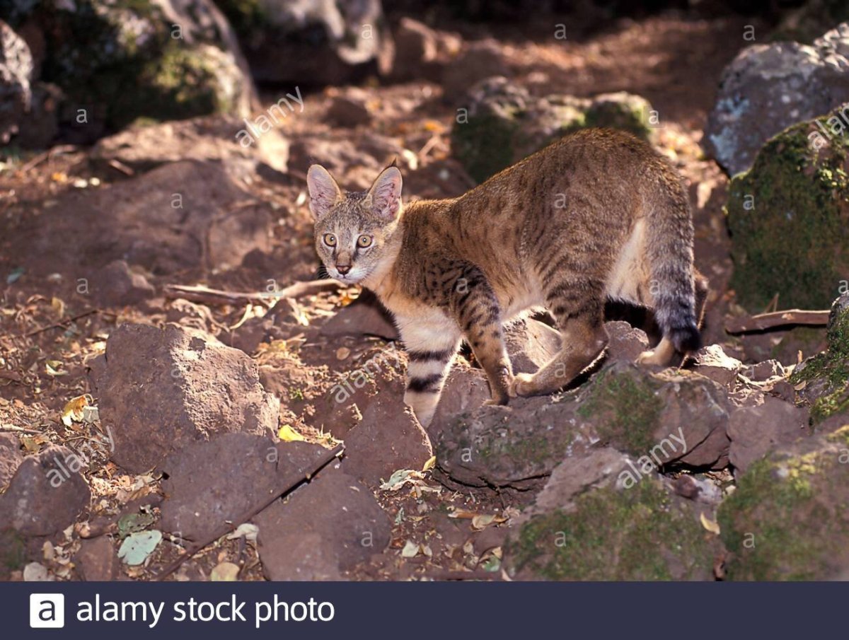 Кавказский камышовый кот (Хаус)