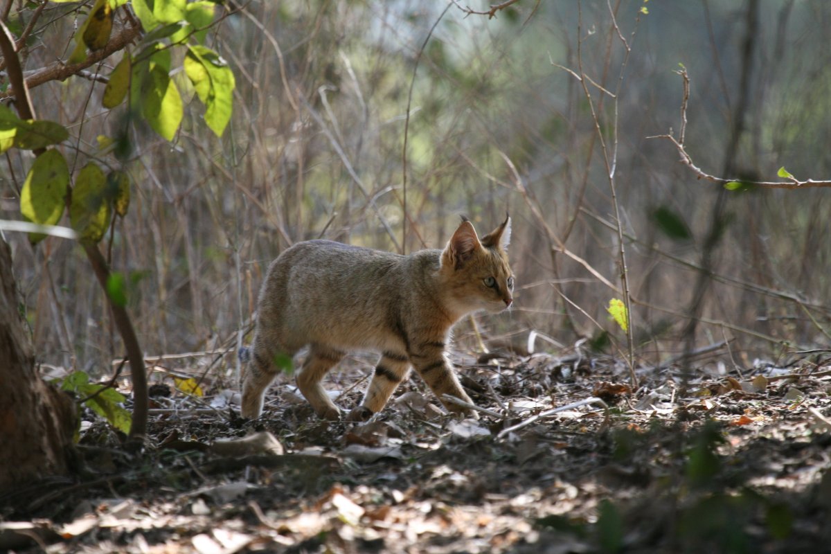 Ставропольский камышовый кот