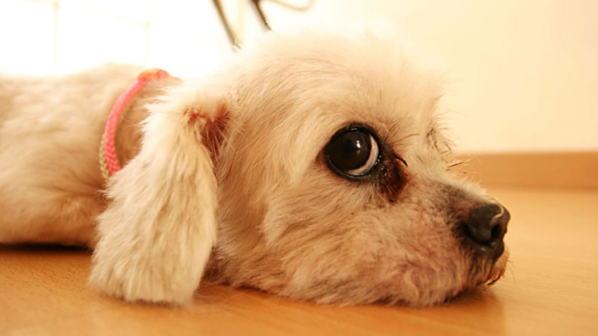 Китайская хохлатая собака лысая