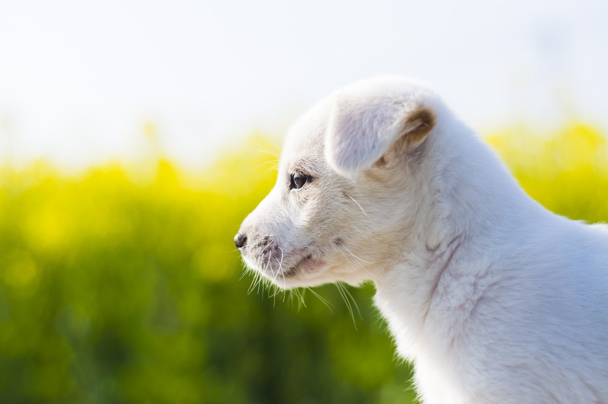 Собака на Светлом фоне