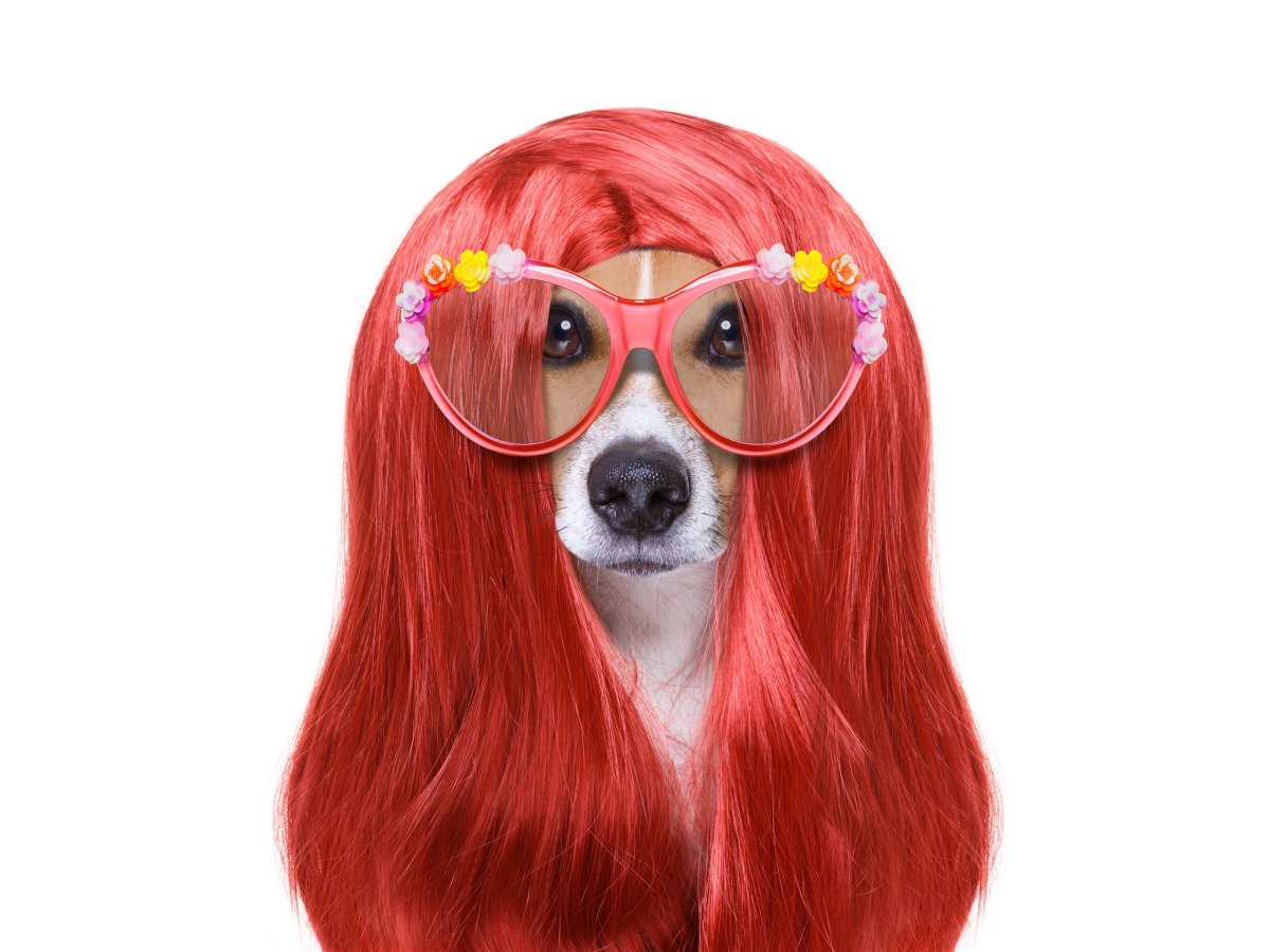 Гаванский Бишон