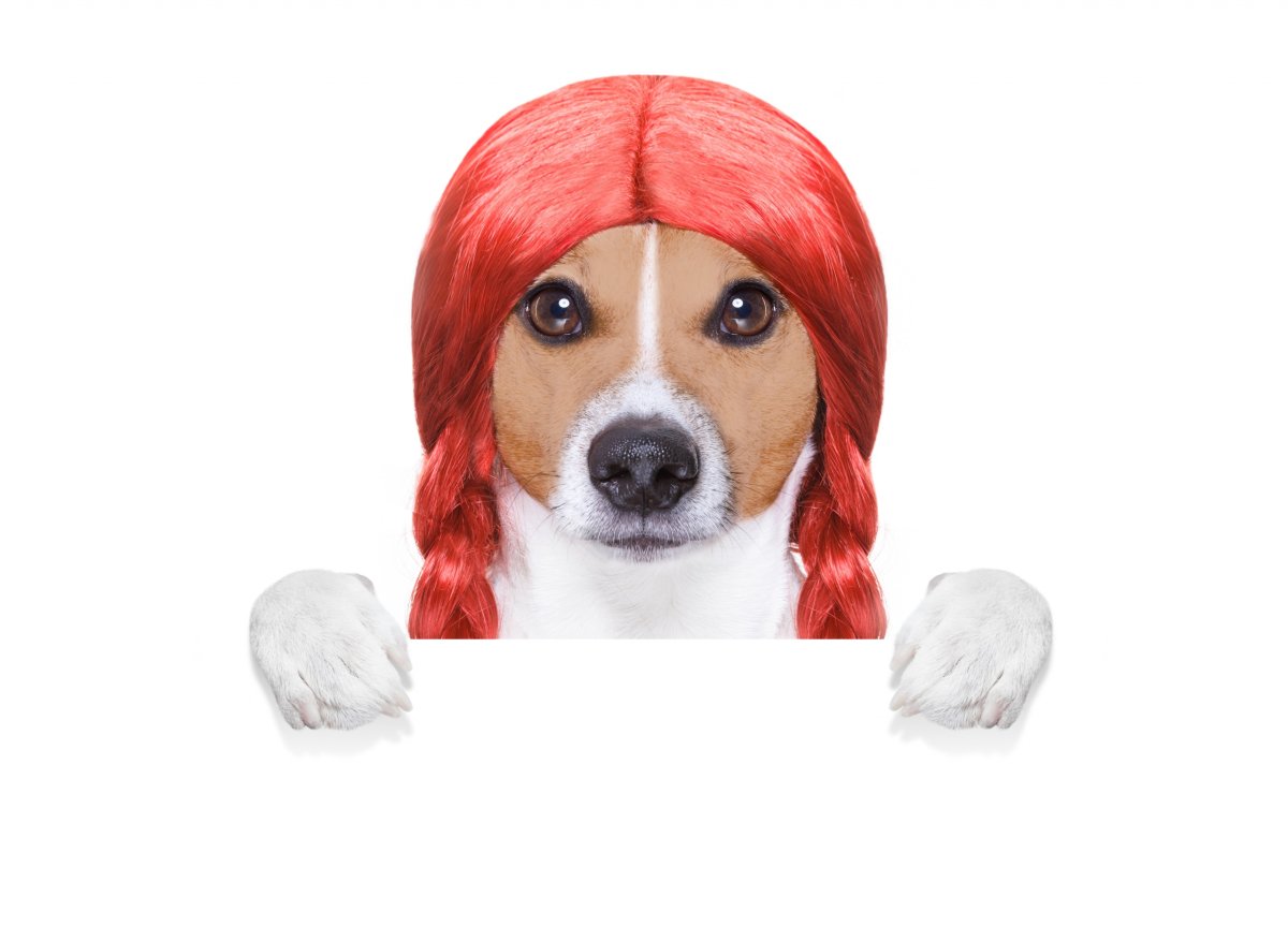 Асадов собака рыжая