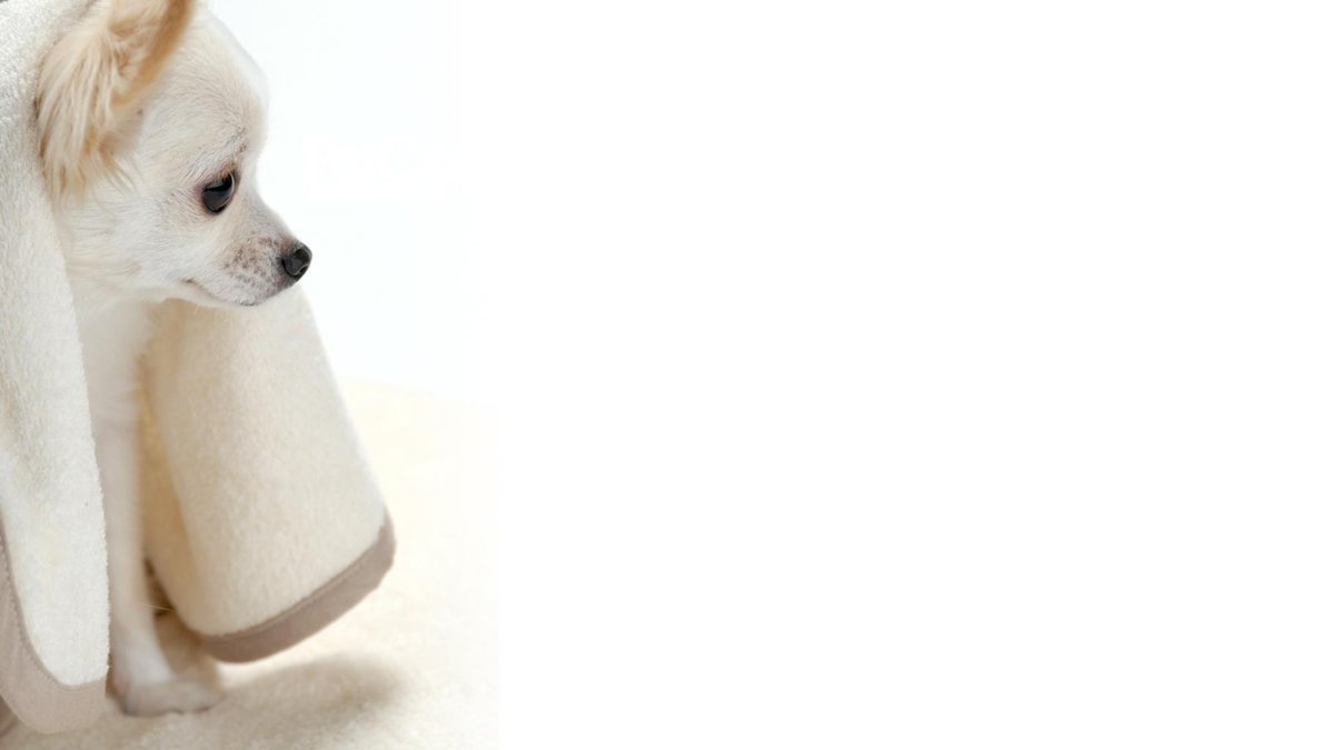 Картинки прикольные собачки мультяшные