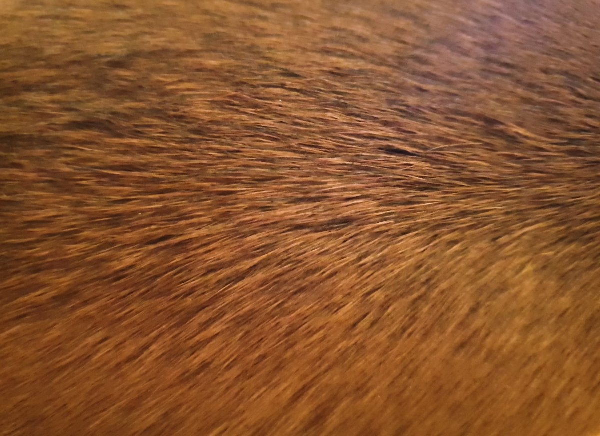 Лысая собака ксолоитцкуинтли