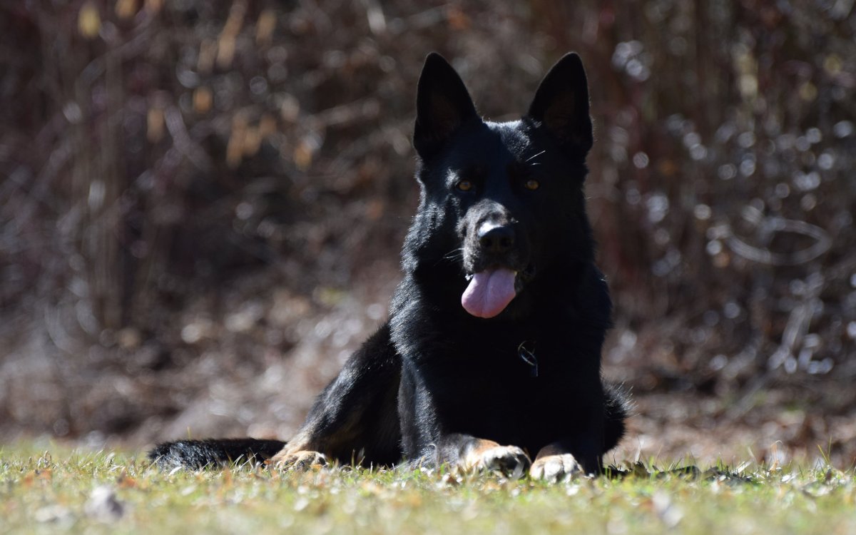 Восточно-европейская овчарка черно подпалый