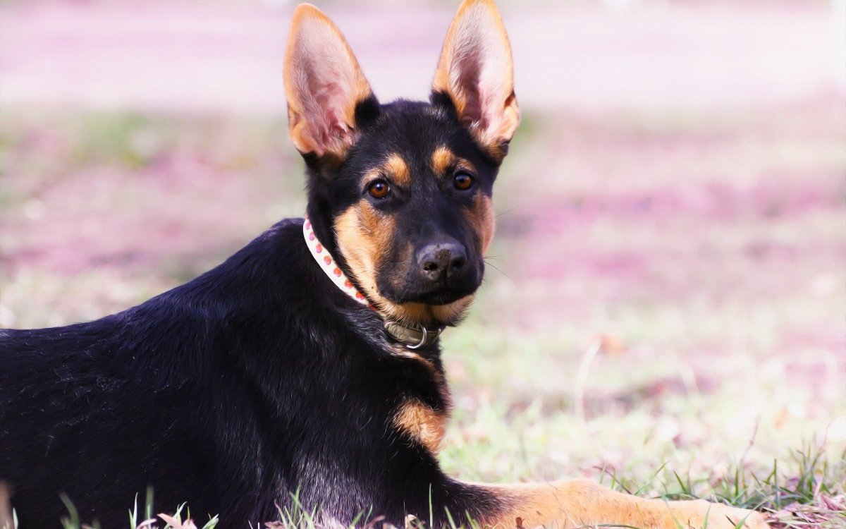 Немецкая овчарка черная короткошерстная