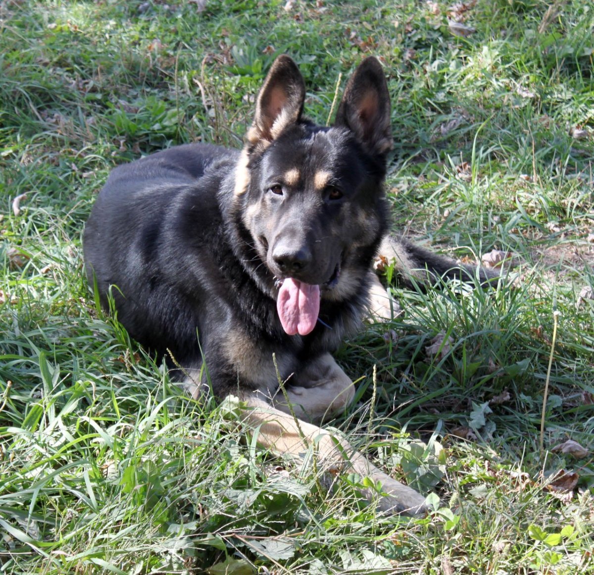 Восточно европейская овчарка чепрачная короткошерстная