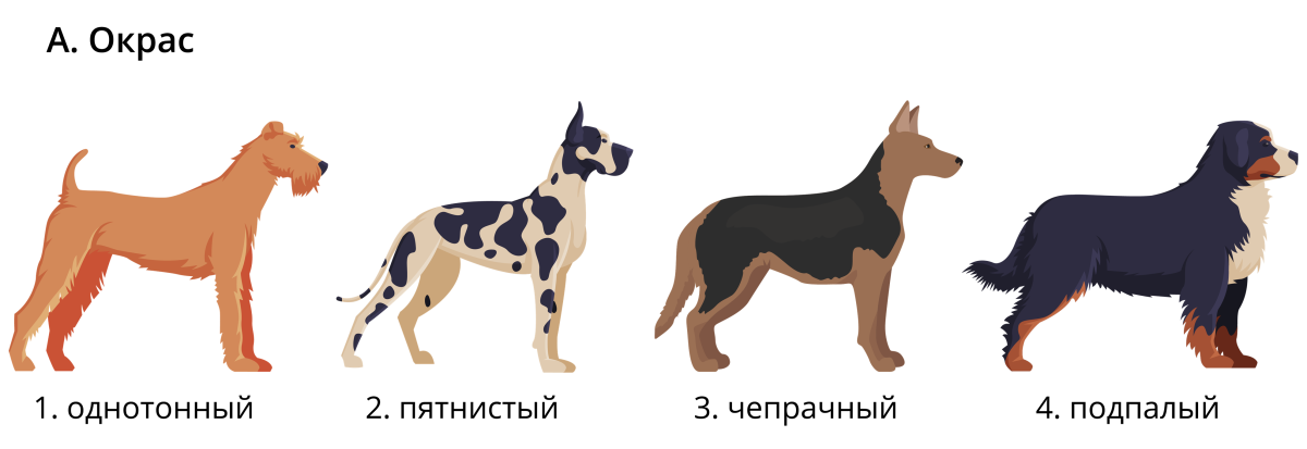 Чёрная немецкая овчарка ЗКС