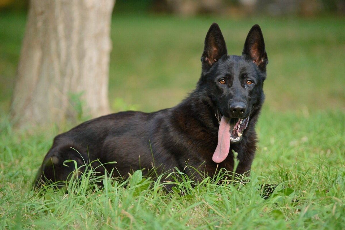 Немецкая овчарка подпалый