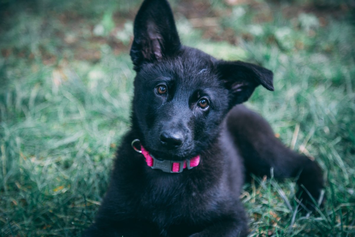 Шаг, Рысь, галоп и иноходь собаки