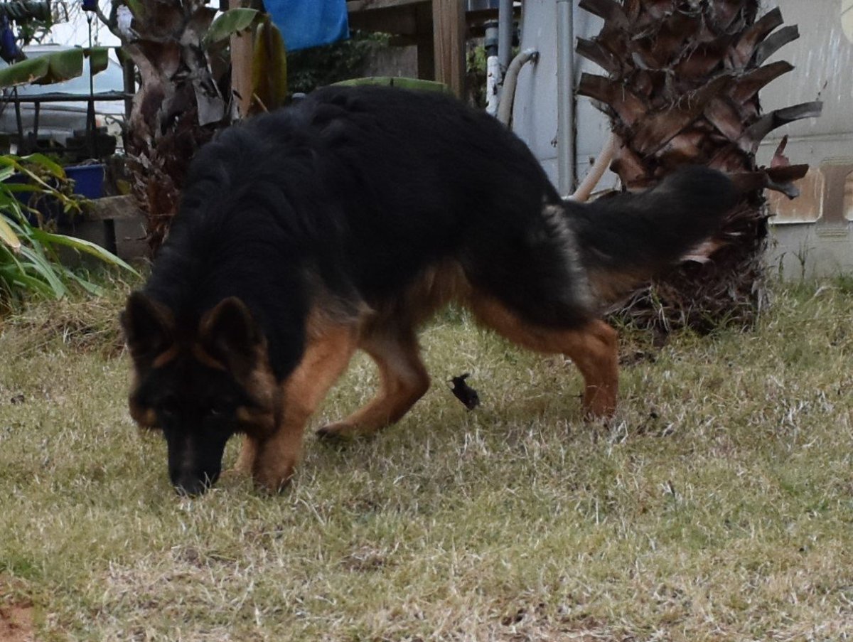 Подпалая немецкая овчарка