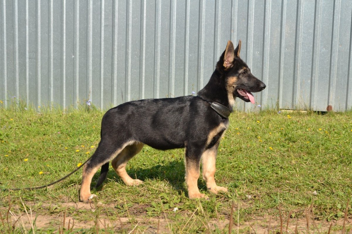 Гладкошерстная овчарка Хилер