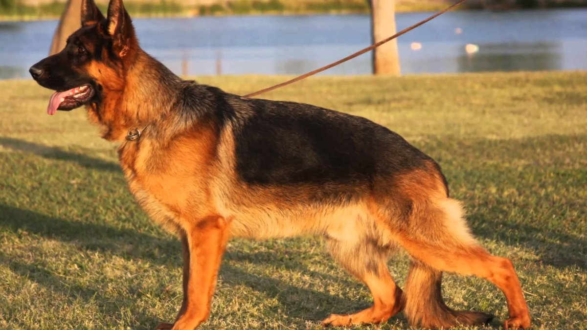 Немецкая овчарка черная и чепрачная