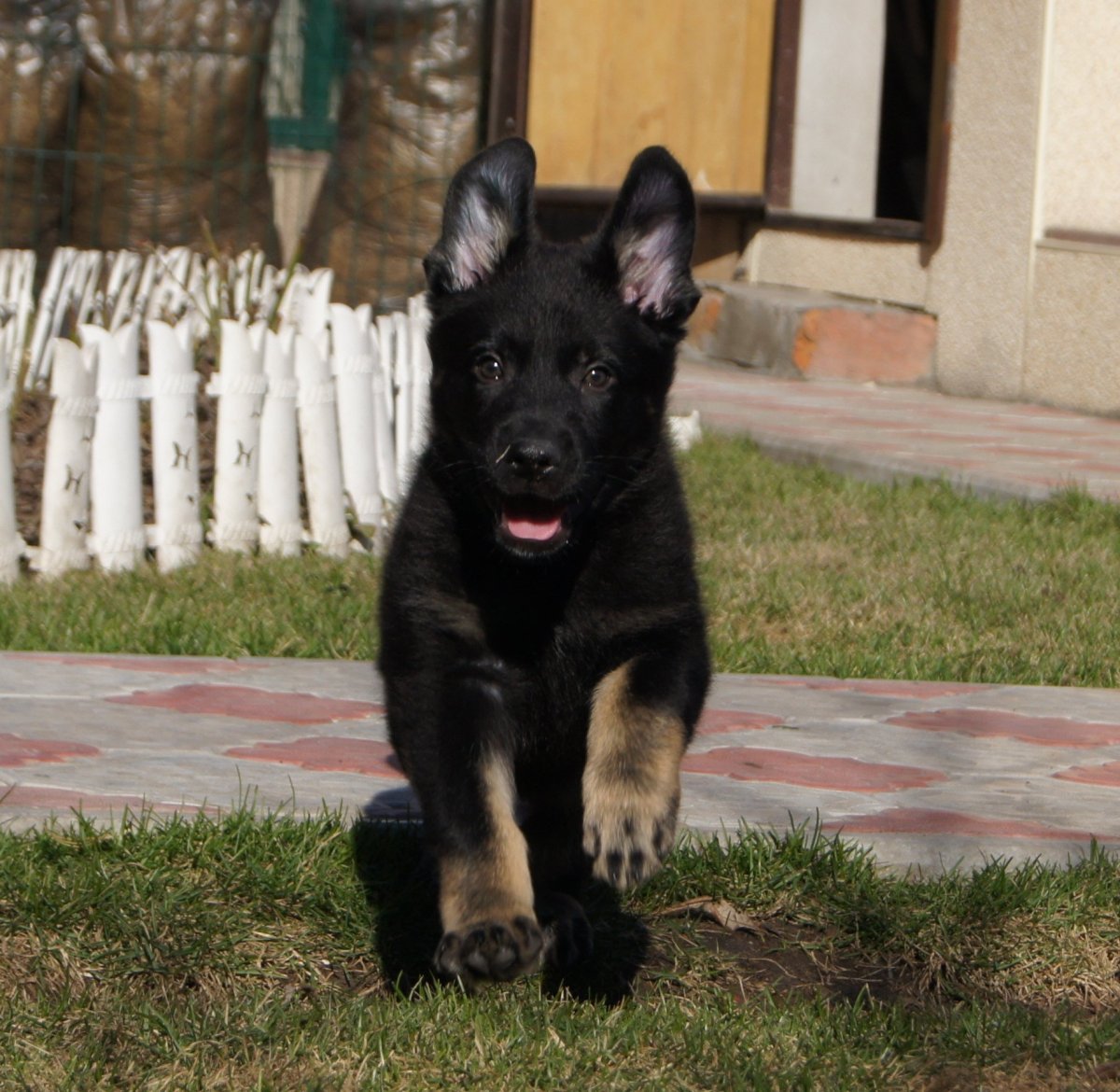 Немецкая овчарка чепрачного окраса
