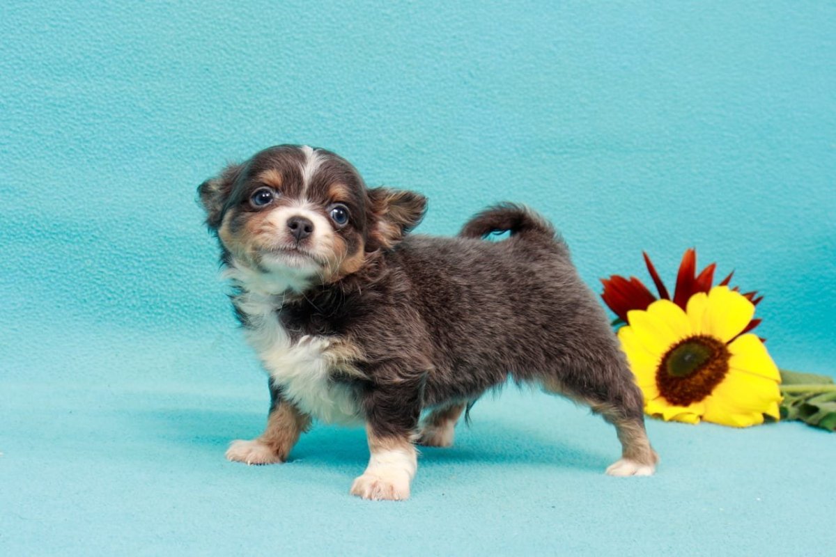 Чихуахуа длинношерстные трехцветные