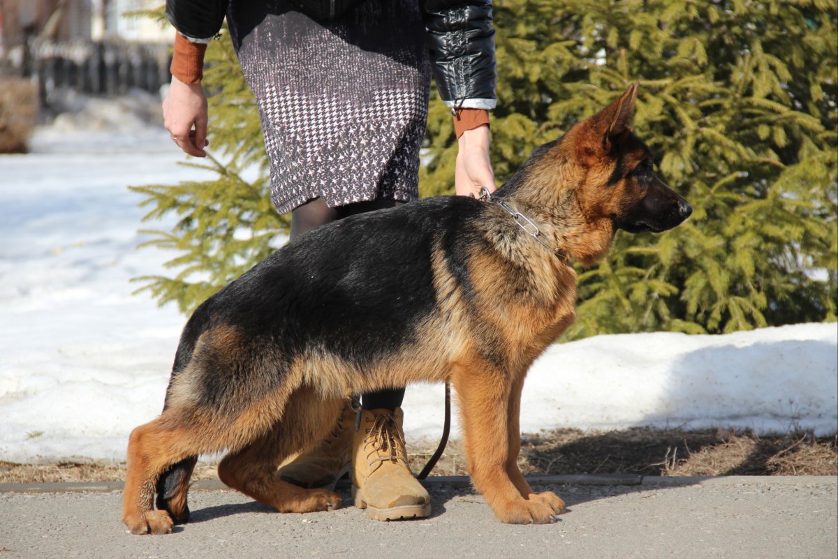 Немецкая овчарка Мерль