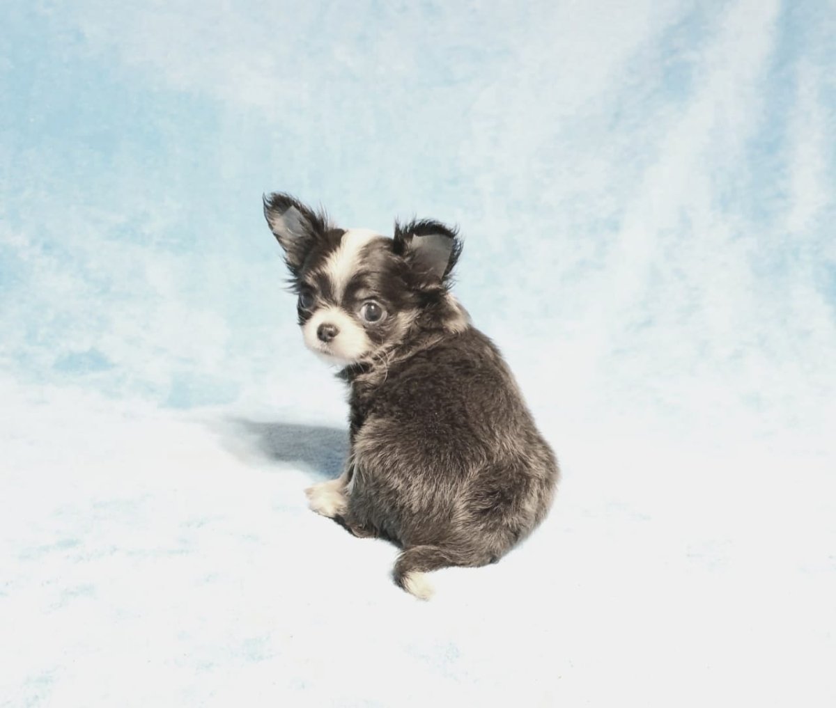 Мини чихуахуа Триколор