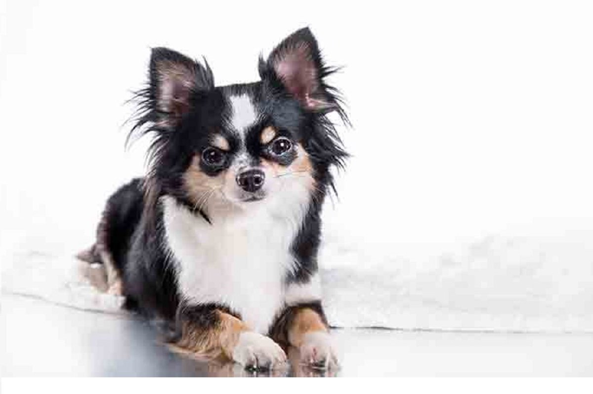 Мексиканский чихуахуа длинношерстный