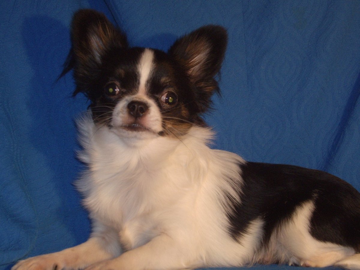 Чихуахуа Королевская голубая