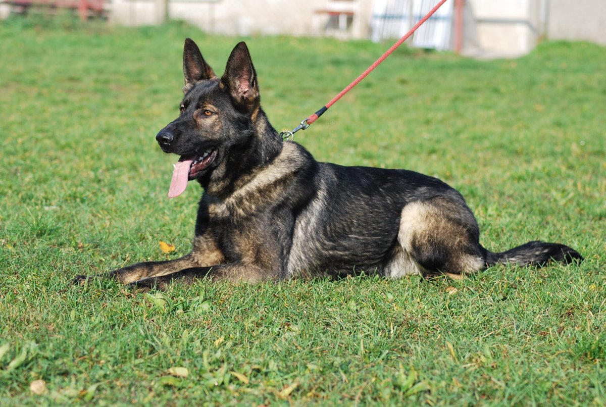 Немецкая овчарка зонар