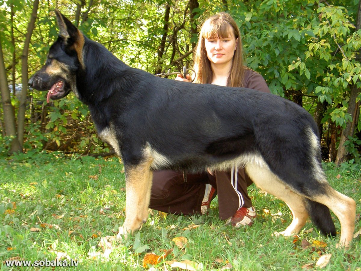 Арзуки овчарка