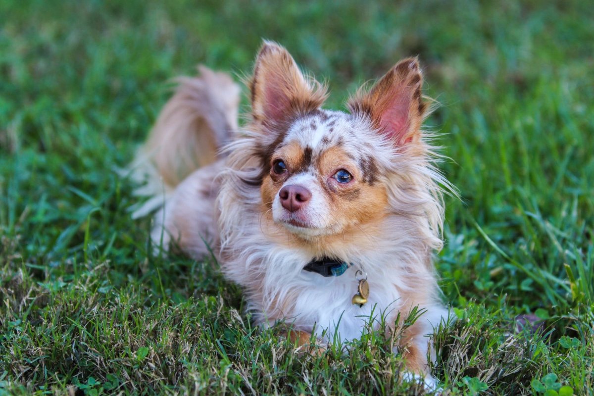 Мексиканский чихуахуа длинношерстный