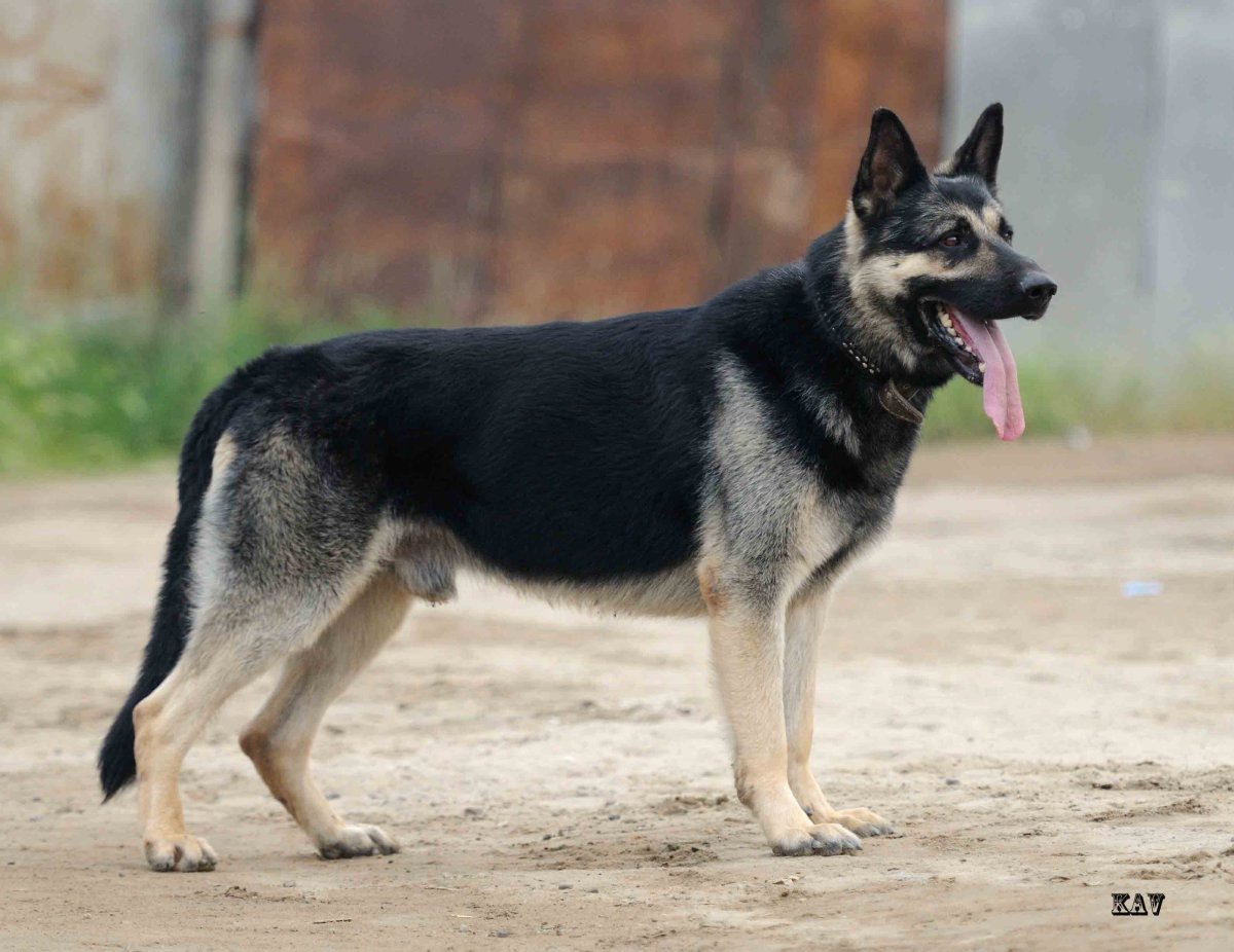Немецкая овчарка кобель чепрак