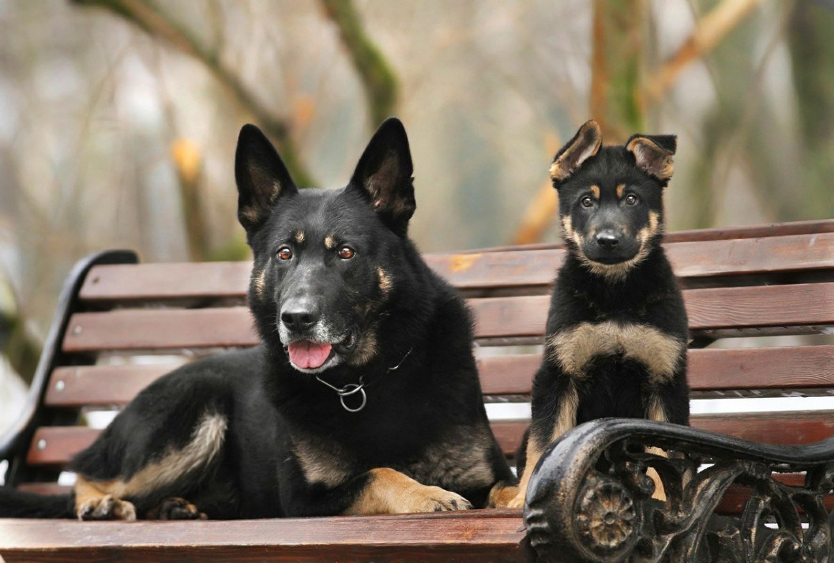 Немецкая овчарка короткошерстная чепрачного окраса