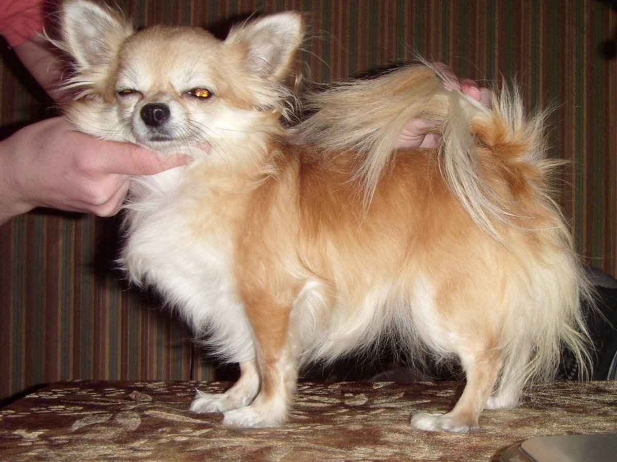 Кутята чихуахуа