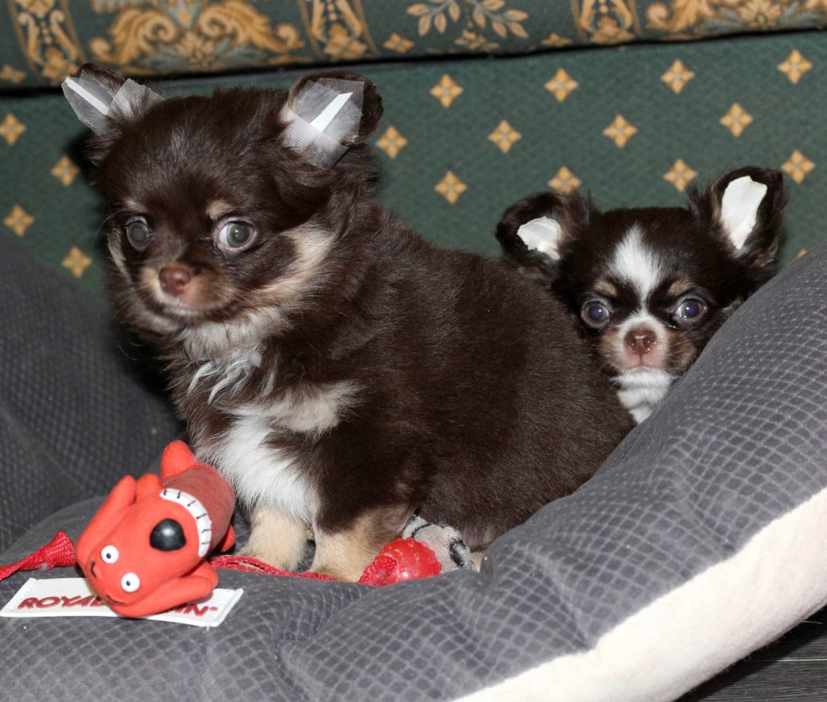 Чихуахуа длинношерстный черный