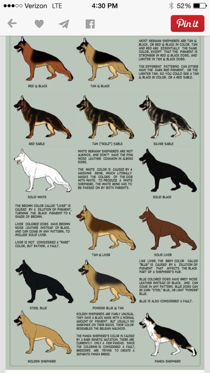 Подпалый чепрак овчарка