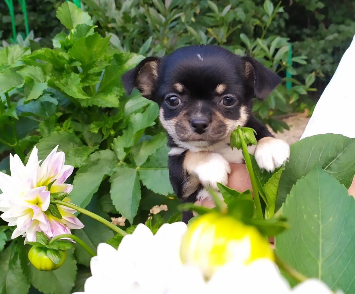 Чихуахуа Пуппи