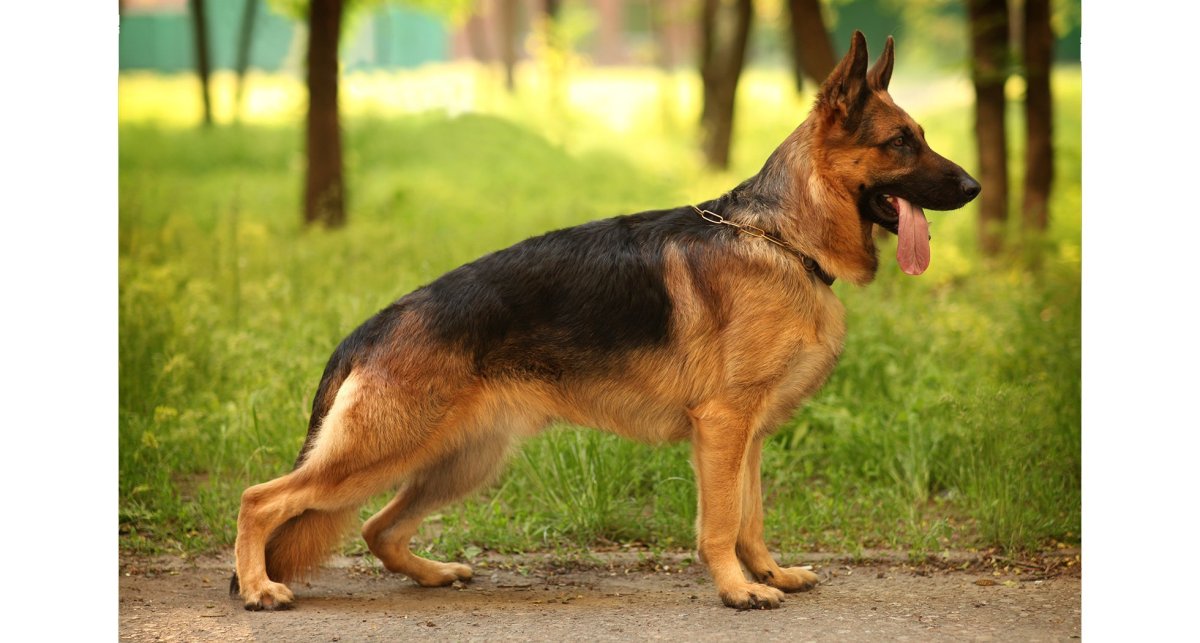 Зонарная немецкая овчарка