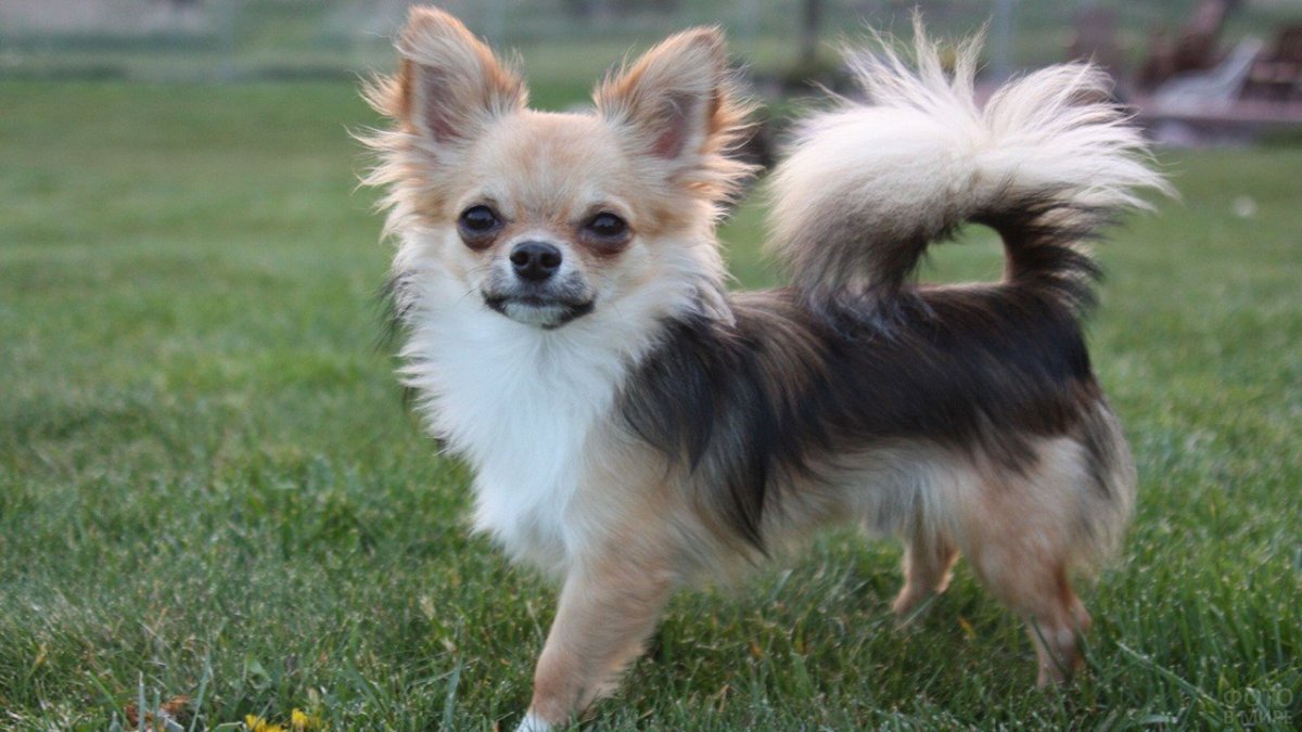 Голубой щенок чихуахуа длинношерстный