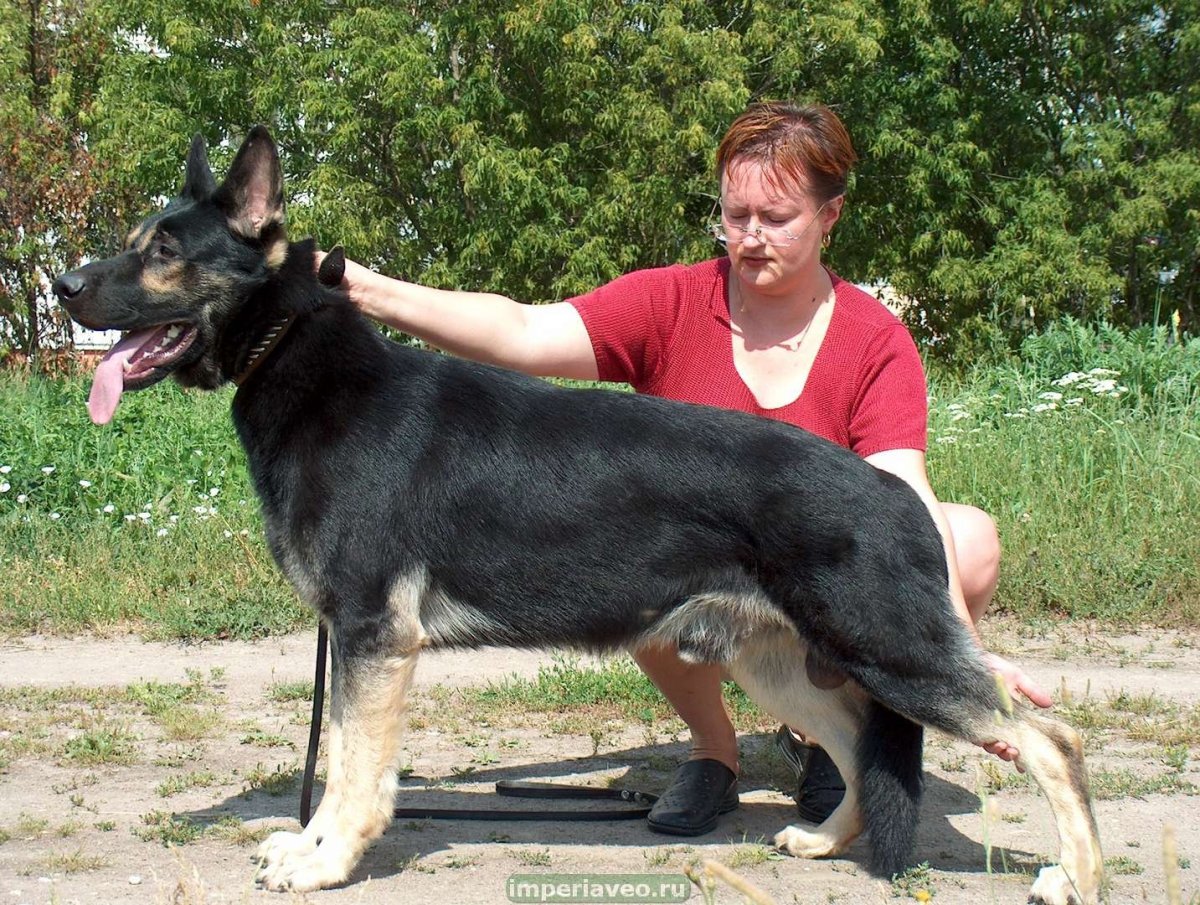 Немецкая овчарка черная
