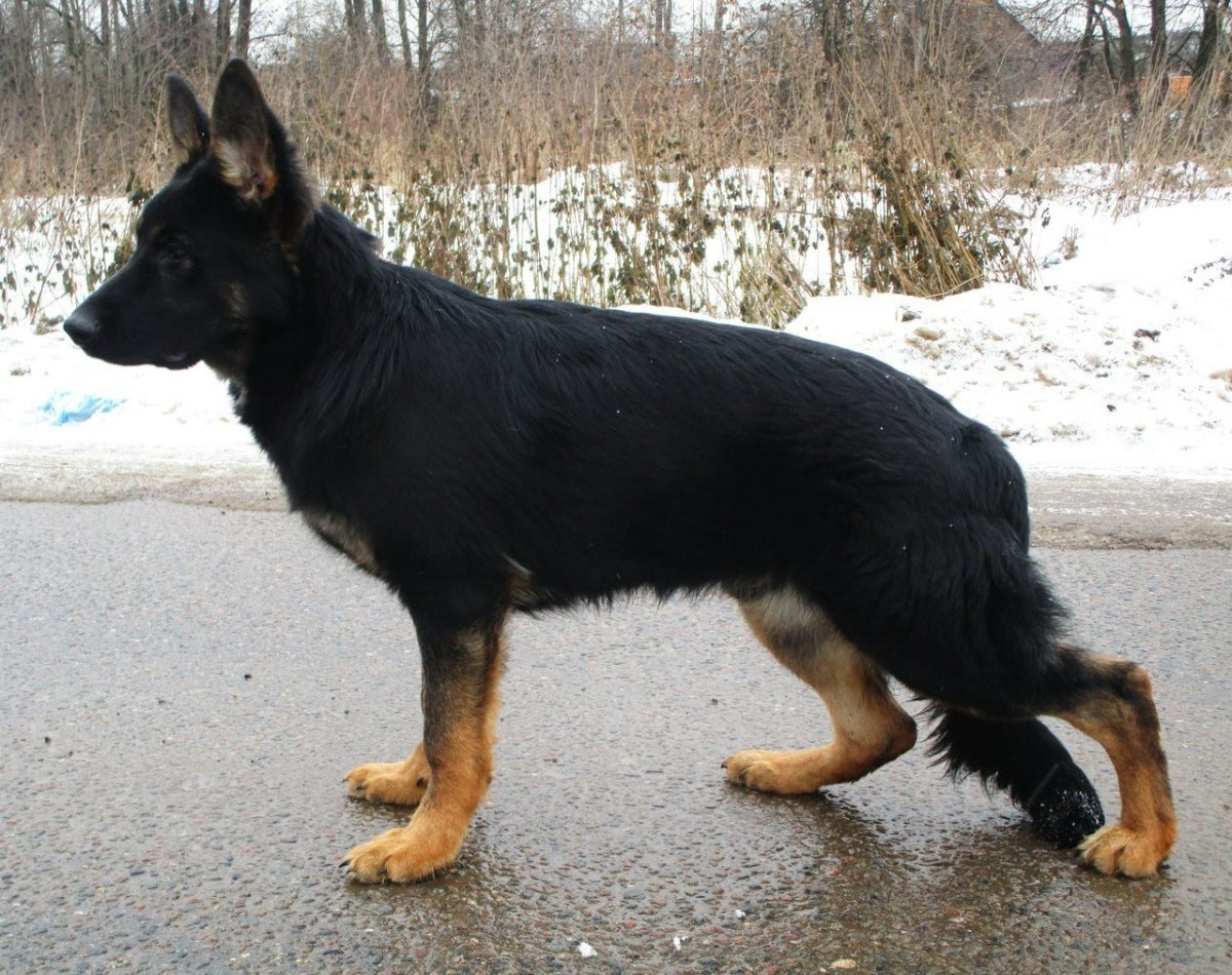 Шилонская овчарка черная
