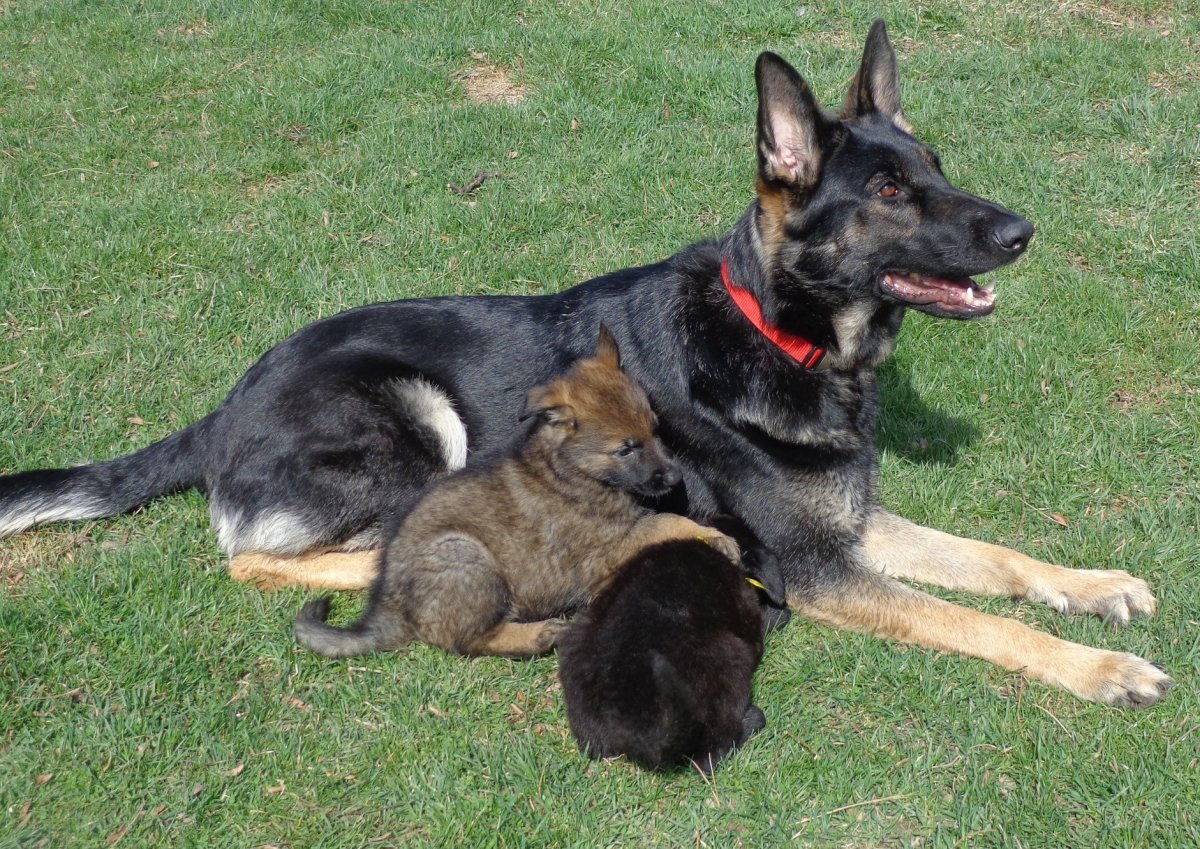 Черно подпалый немецкая овчарка