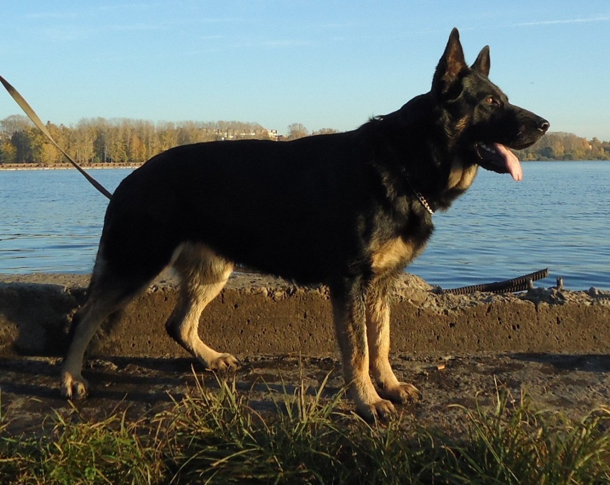 Подпалый окрас собак