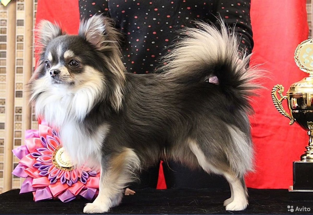 Чихуахуа Триколор длинношерстные