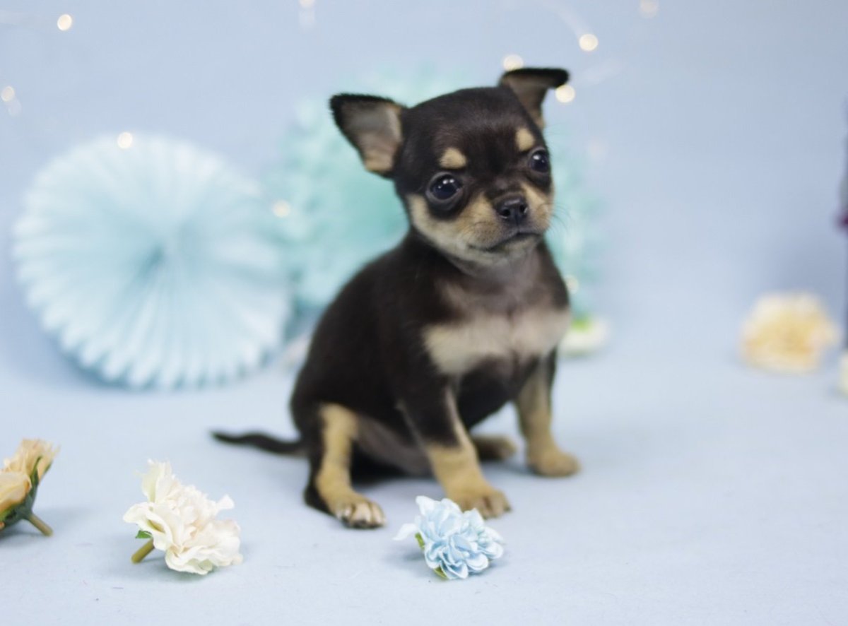 Чихуахуа черно подпалый