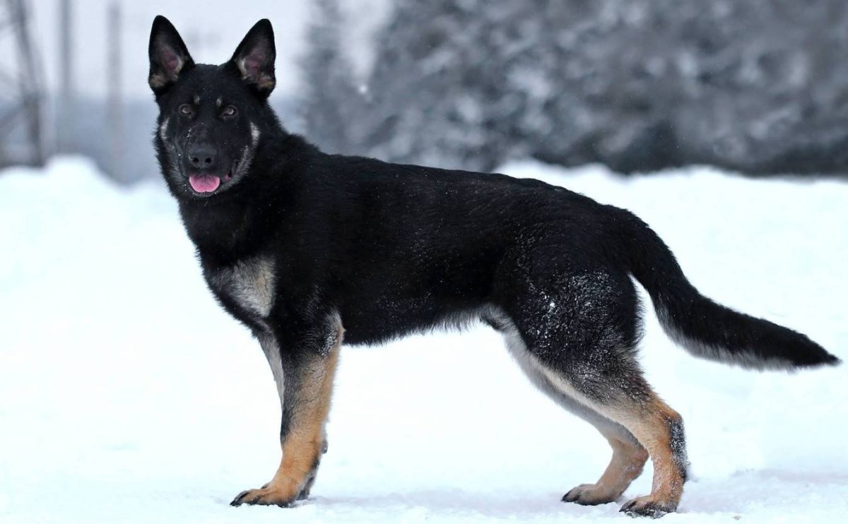 Немецкая овчарка черная